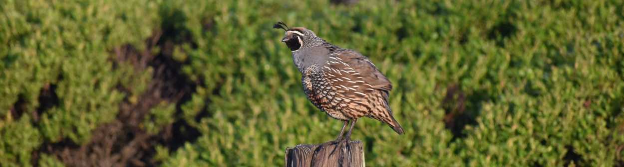 california quail